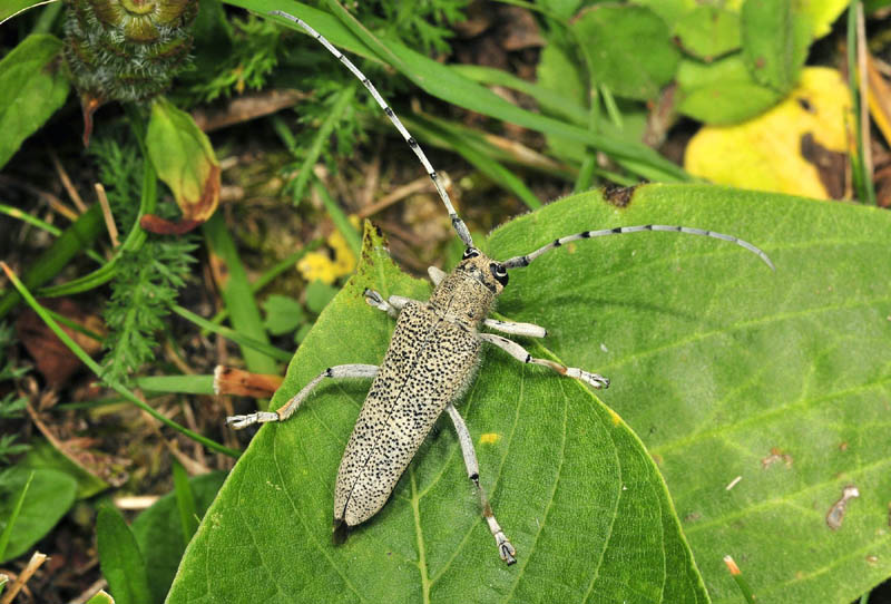 Cerambicydae da det. - Saperda carcharias